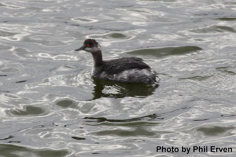 Eared Grebe.JPG